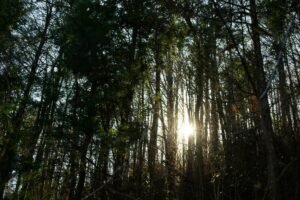 weekday glamping getaway Tennessee Cumberland Plateau cabin deck woods