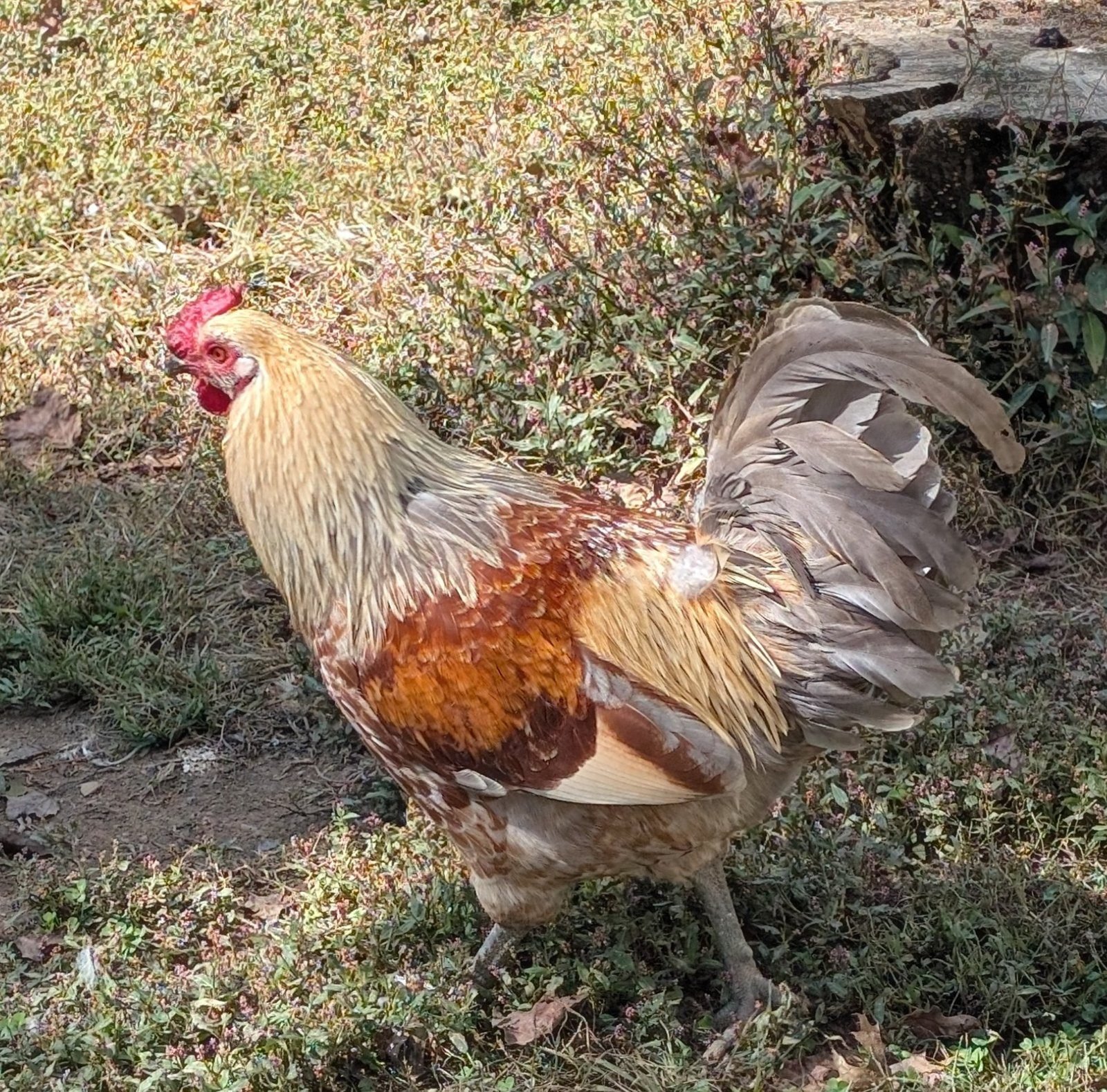 Lefty, a barnyard mix rooster whose comb covers his right eye