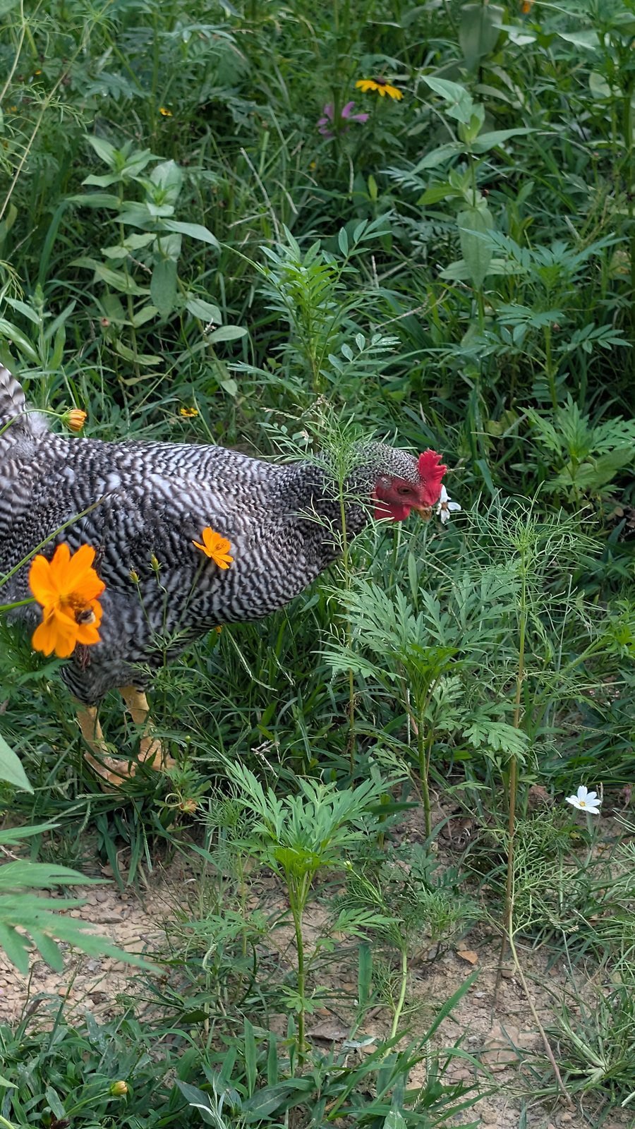 Barred Rock hen standing among yellow and white cosmos