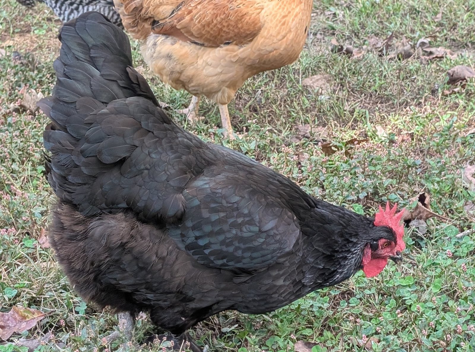Black Copper Marans hen with glossy black feathers foraging in the grass