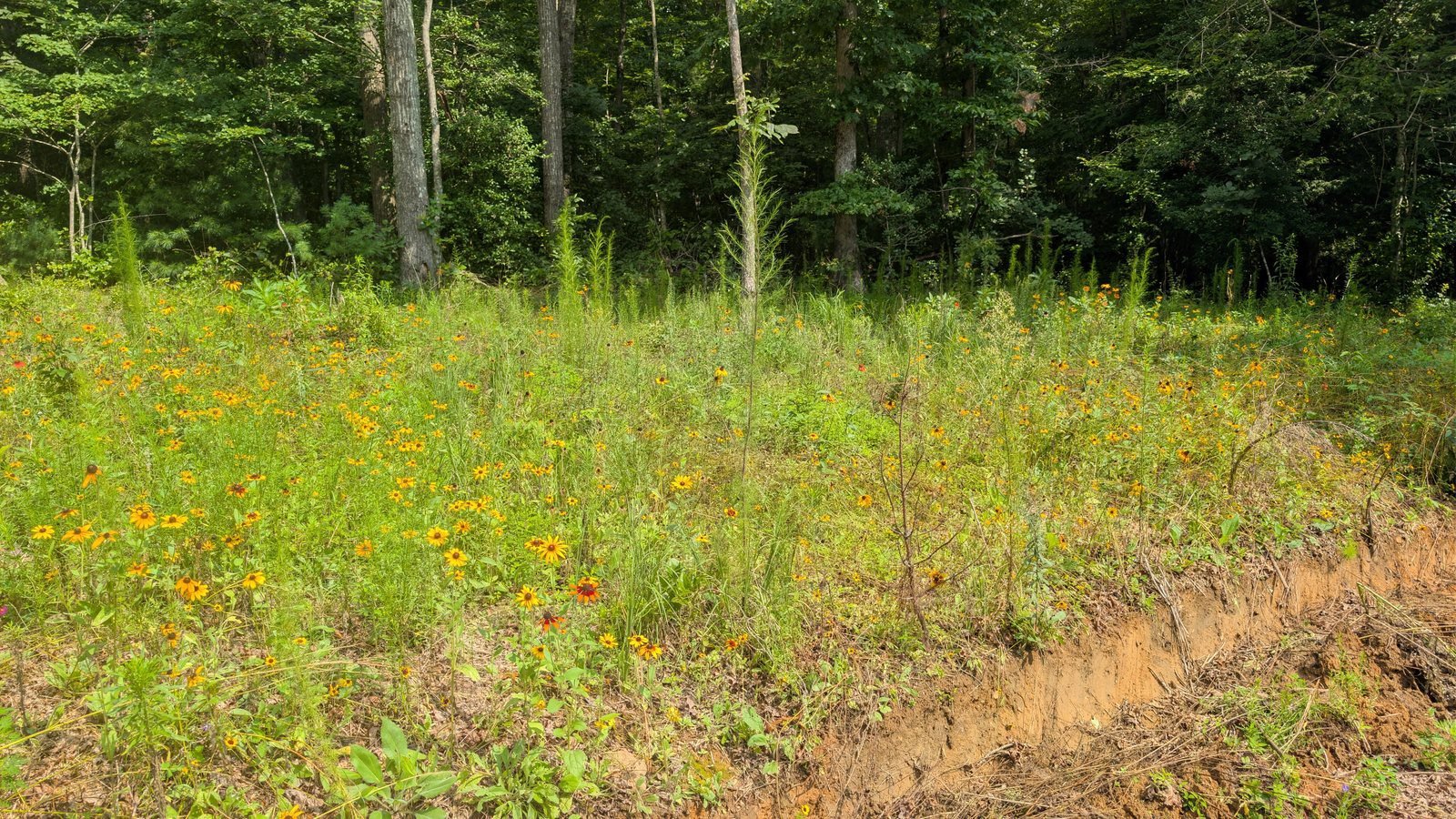 Wildflower bed full of black-eyed Susans and plains coreopsis at the edge of the woods