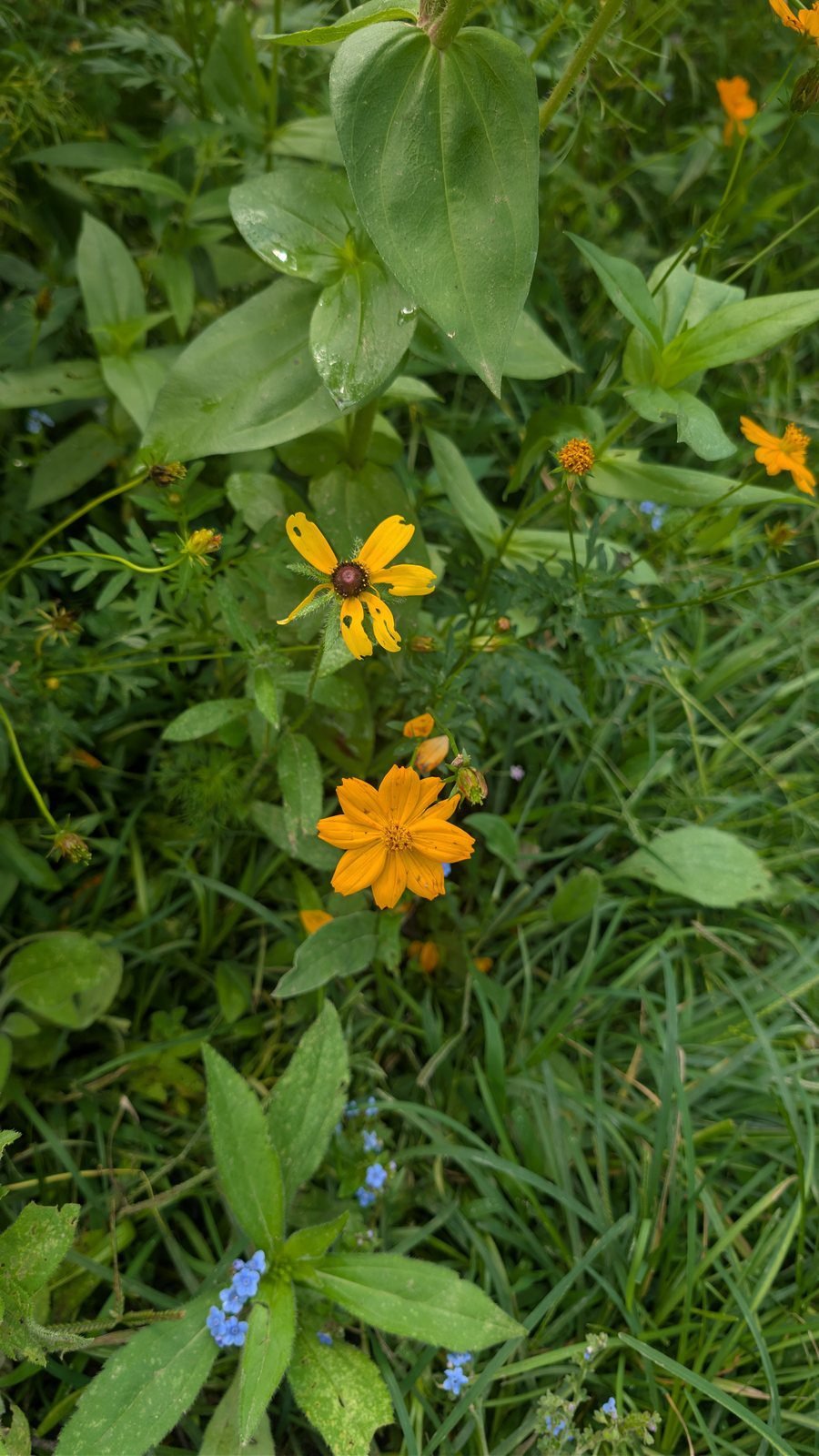 Black-eyed Susan, a native Tennessee wildflower
