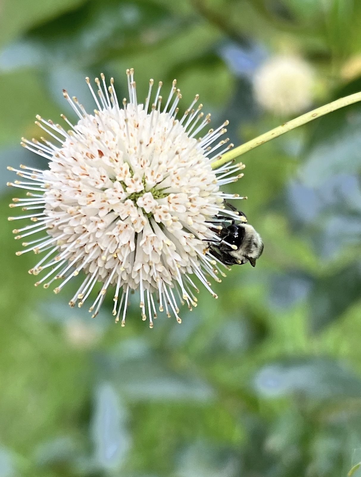 Buttonbush flower ball with a bumble bee