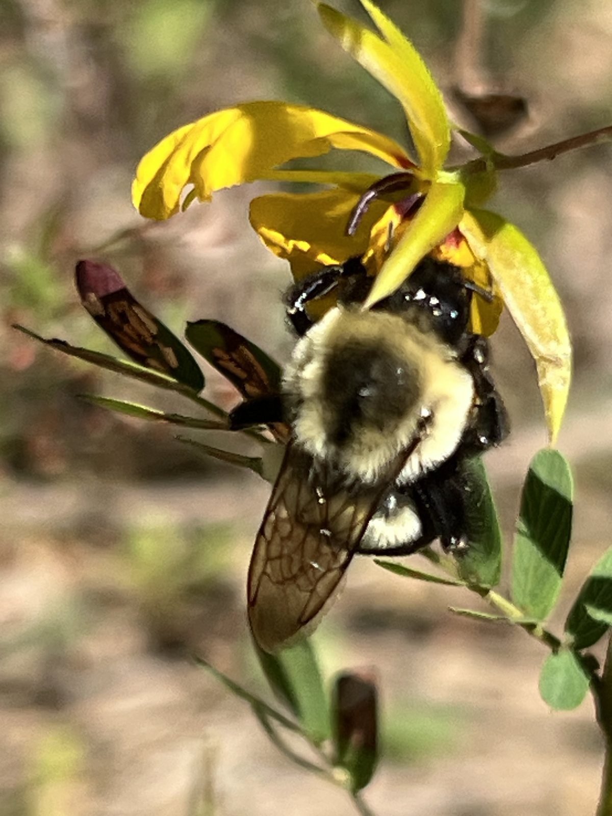 Bumble bee on a yellow partridge pea flower