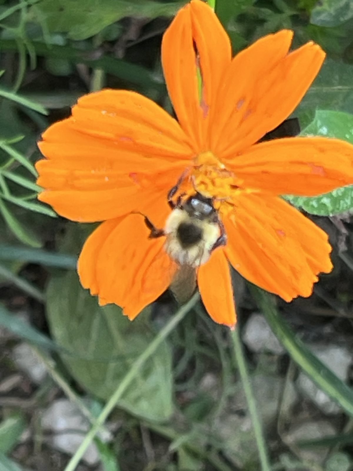 Bumble bee on an orange sulphur cosmos flower