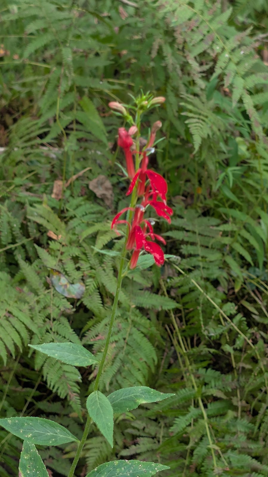 Cardinal flower, a bright red native wildflower in Tennessee