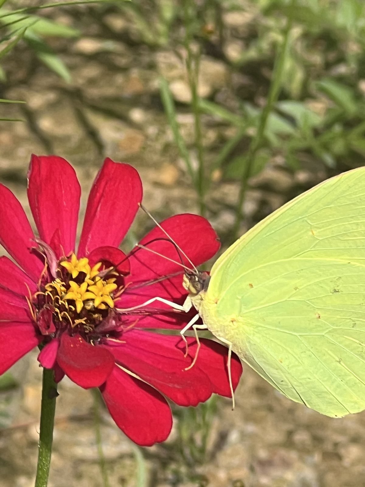 Cloudless sulphur butterfly feeding on a zinnia in Tennessee