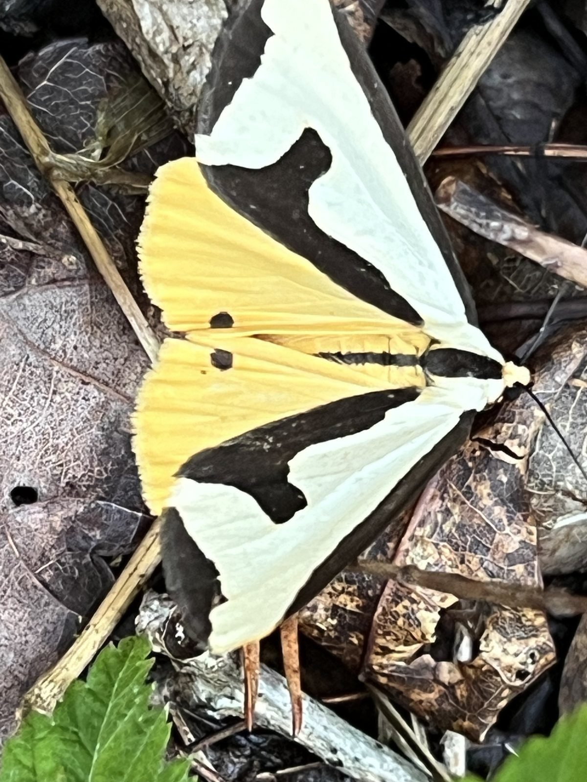 Clymene moth, a cream moth with brown markings