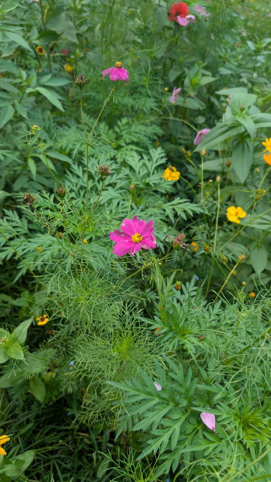 Pink cosmos flower