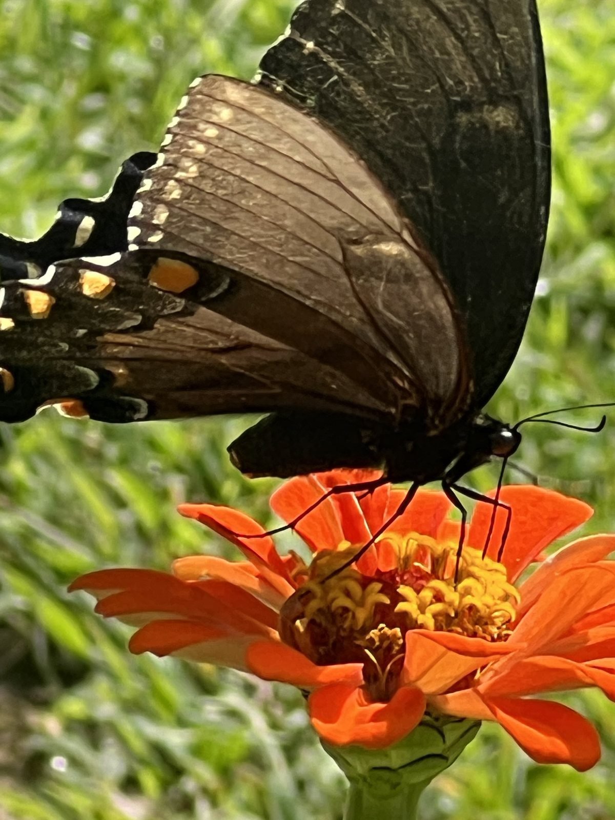 Dark swallowtail butterfly feeding on a zinnia