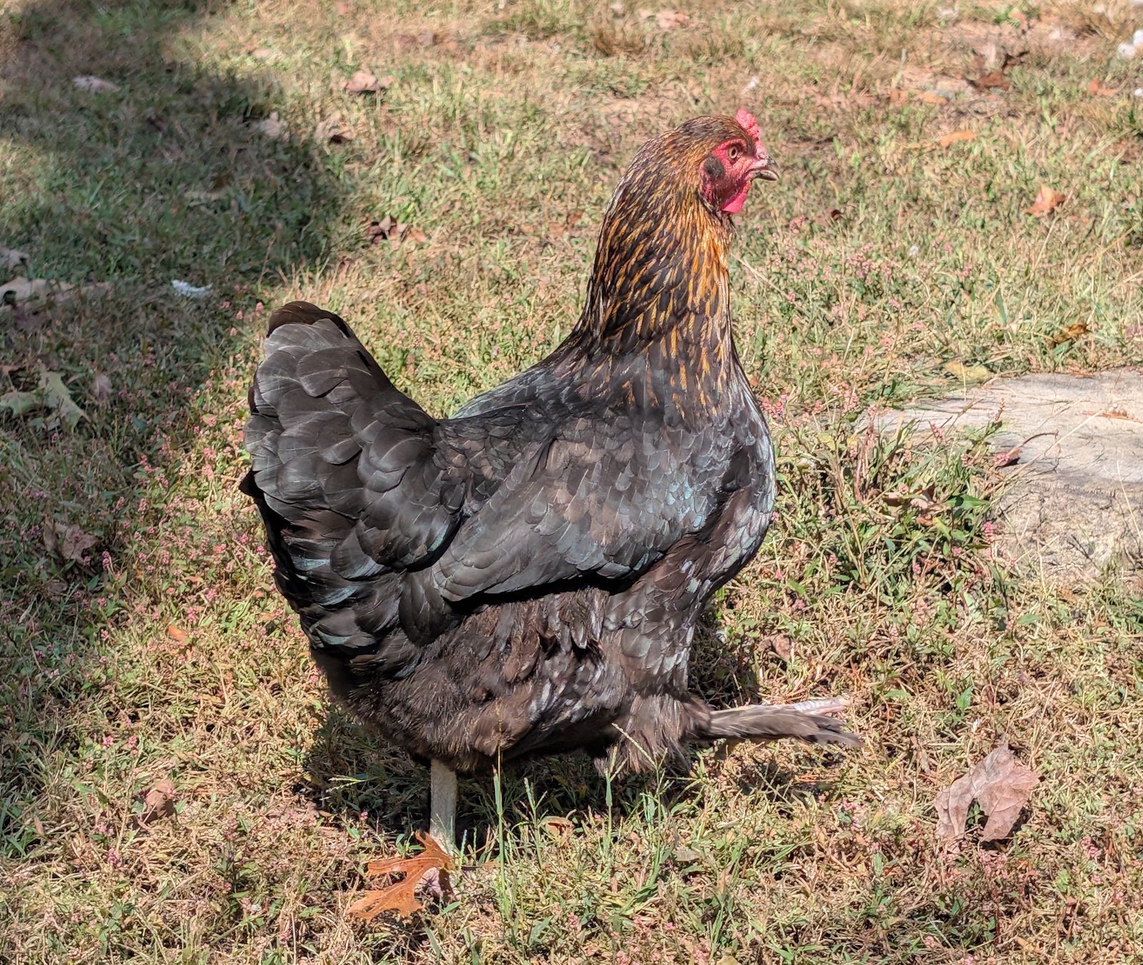 Deuce, a dark hen with a red head and feathered feet, standing in the grass