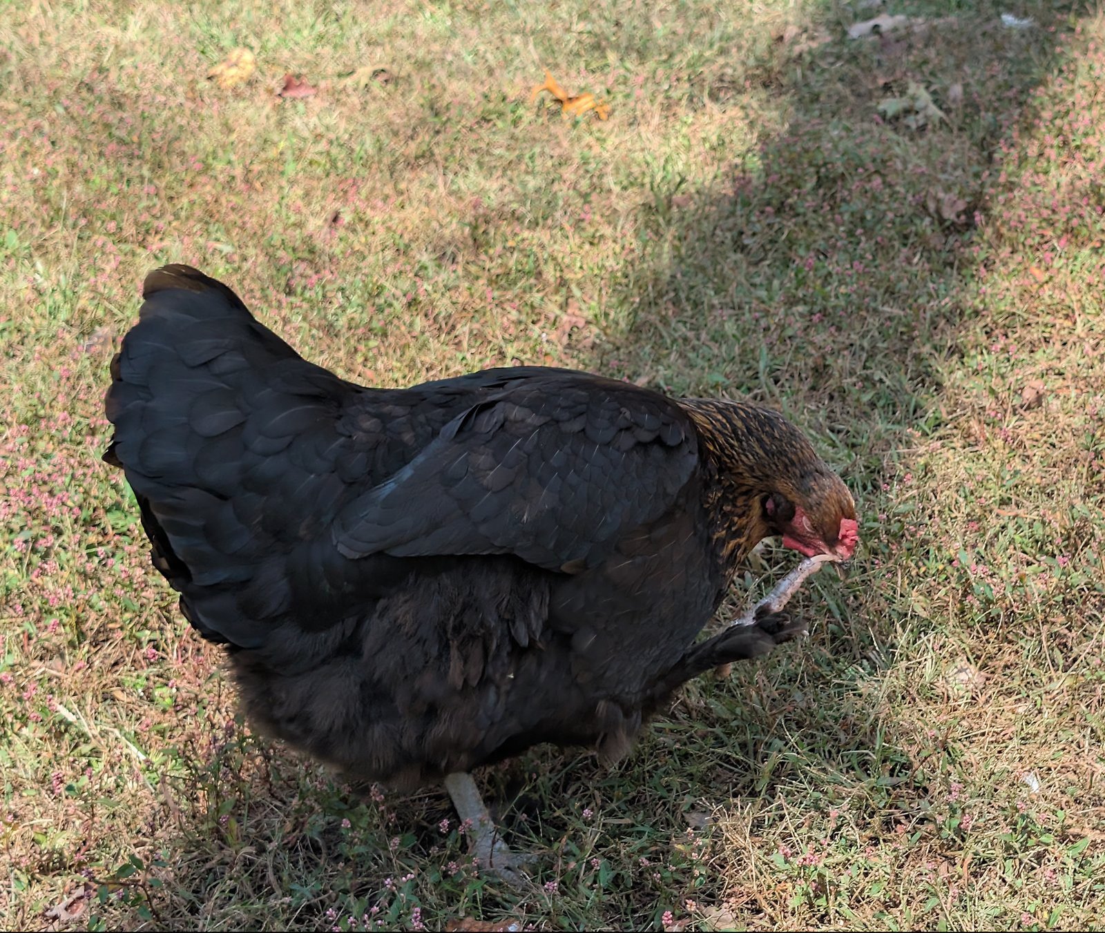 Deuce, a dark hen with feathered legs, scratching her face