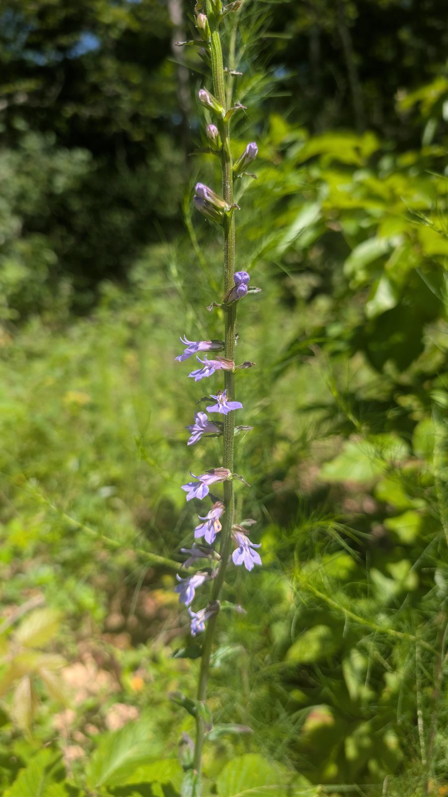 Downy lobelia, a purple-blue native wildflower in Tennessee