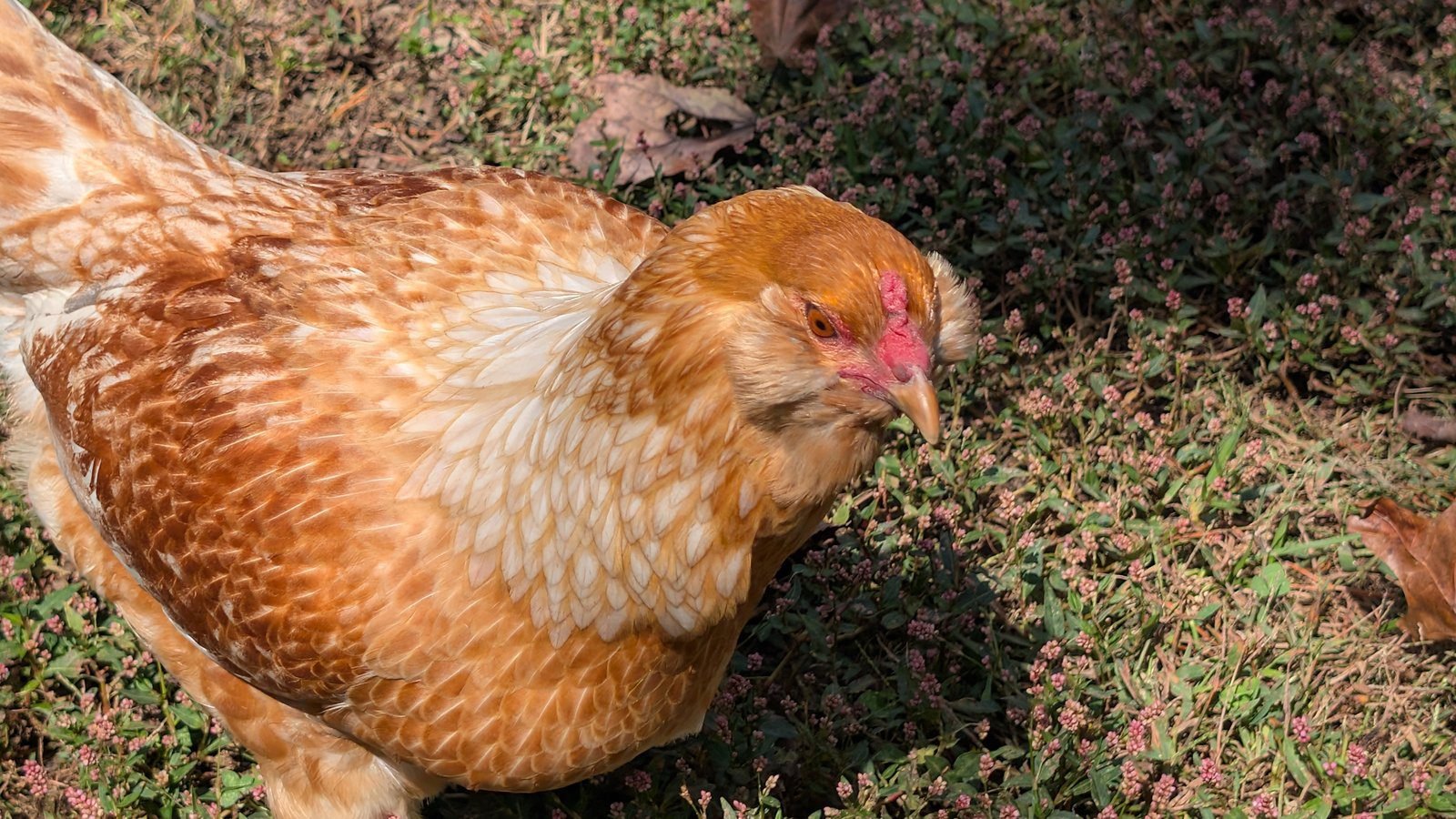 Fluffy, an Easter Egger hen with puffy golden cheeks