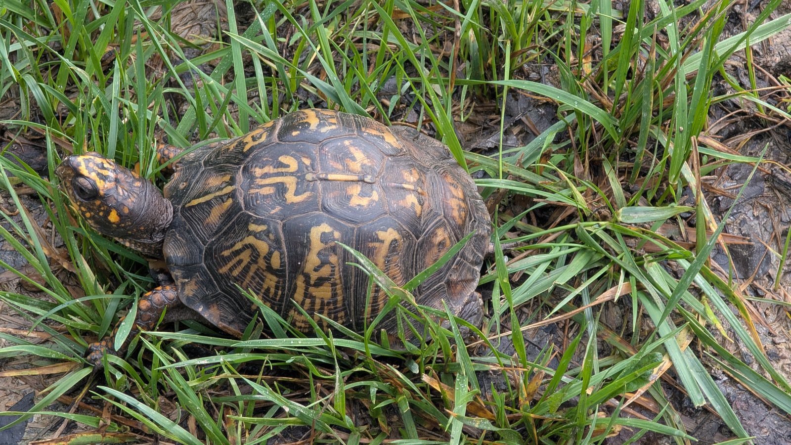 Eastern box turtle with an orange and brown patterned shell walking through grass