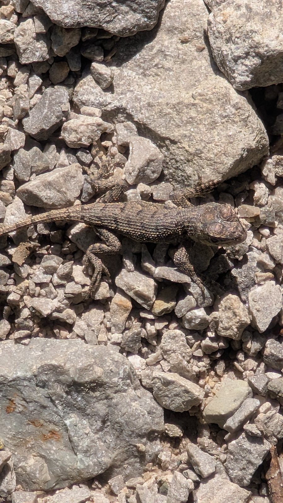 Eastern fence lizard basking on the ground