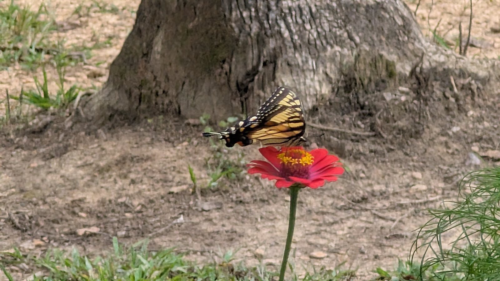 Eastern tiger swallowtail butterfly on a zinnia in Tennessee