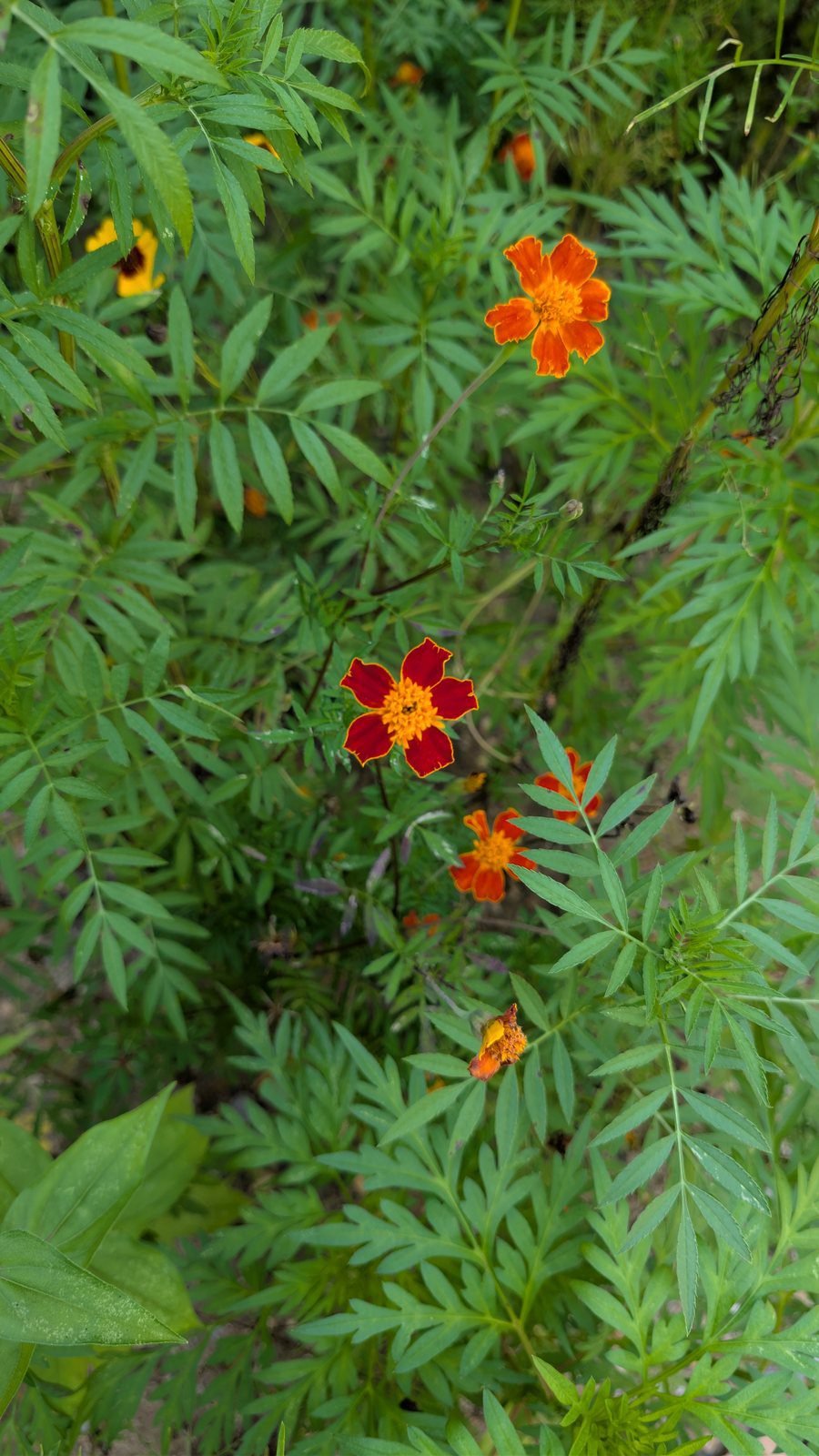 French marigold with red and yellow petals
