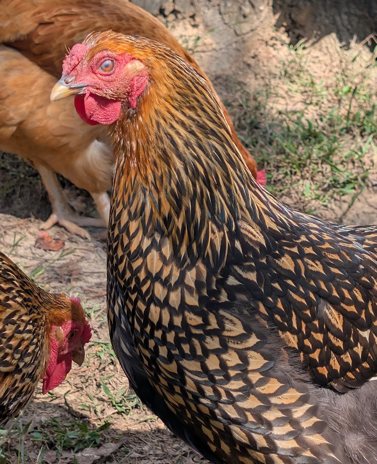 A second Goldie, another Gold Laced Wyandotte hen