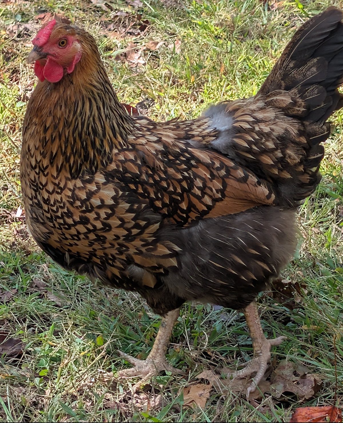 Goldie, a Gold Laced Wyandotte hen with gold feathers edged in black