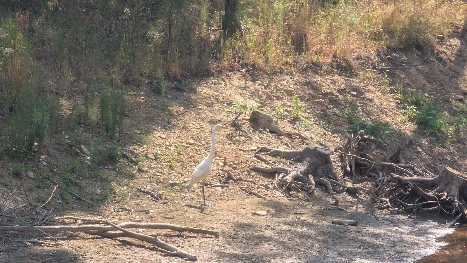 Great egret, a tall white wading bird, at the pond