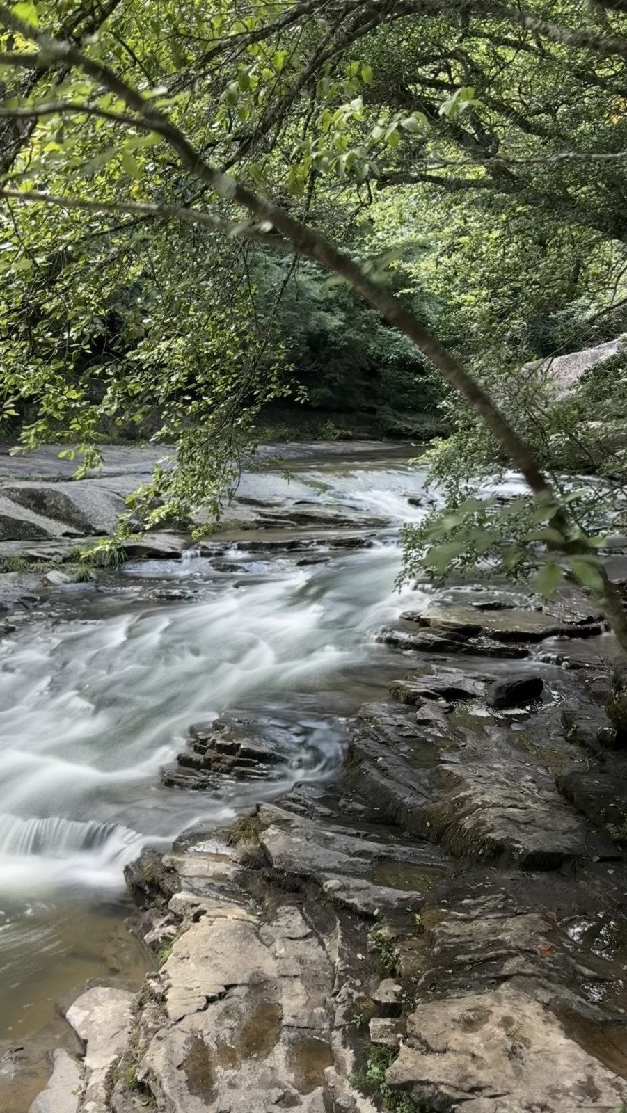 Creek cascades under overhanging trees near Greeter Falls, Tennessee