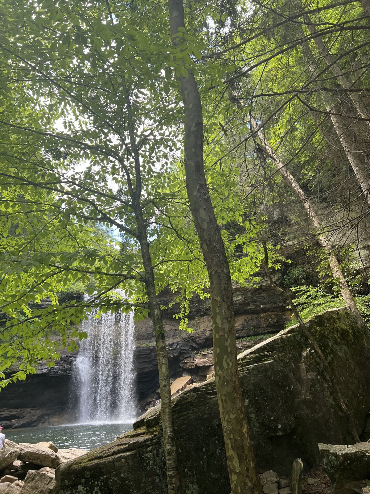 Greeter Falls seen through spring trees in the Savage Gulf gorge, Tennessee