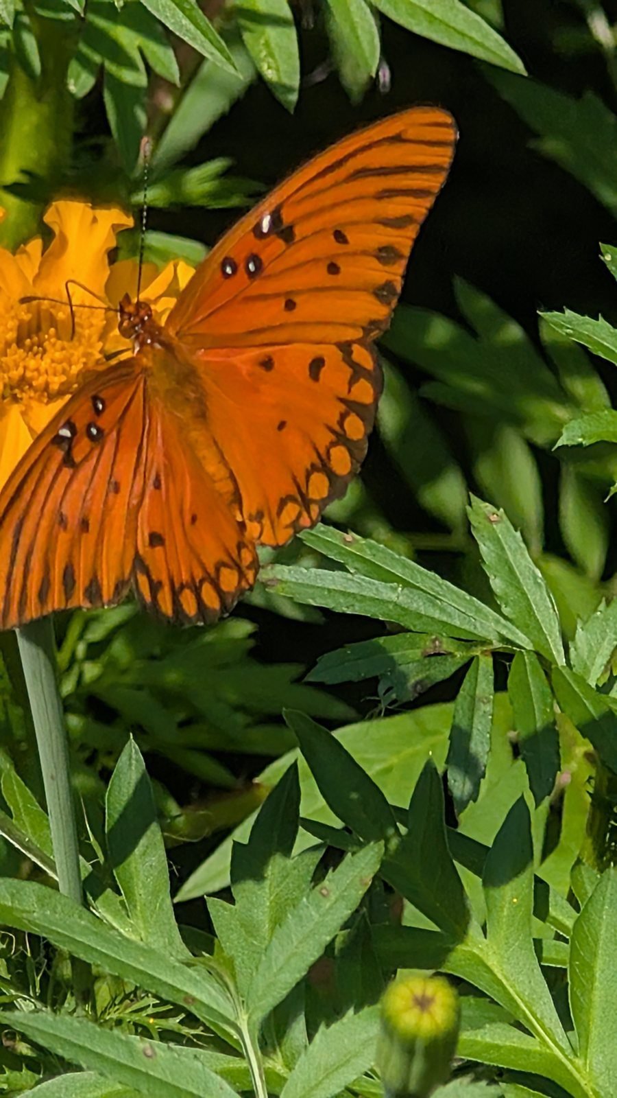 Gulf fritillary butterfly on a marigold