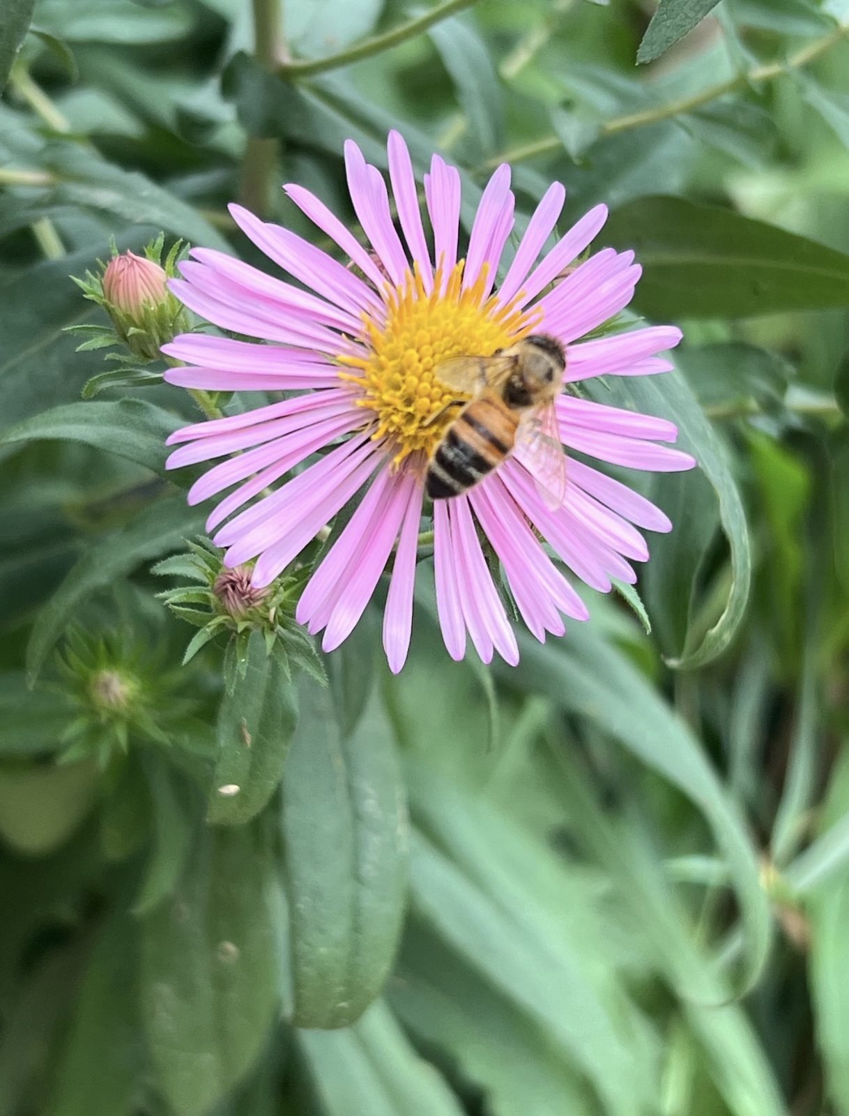 Honey bee on a pink aster flower