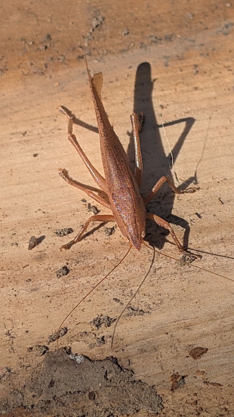 Brown conehead katydid on stacked wood
