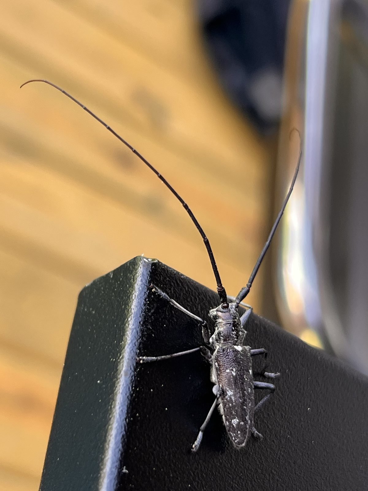 Longhorn beetle with very long antennae