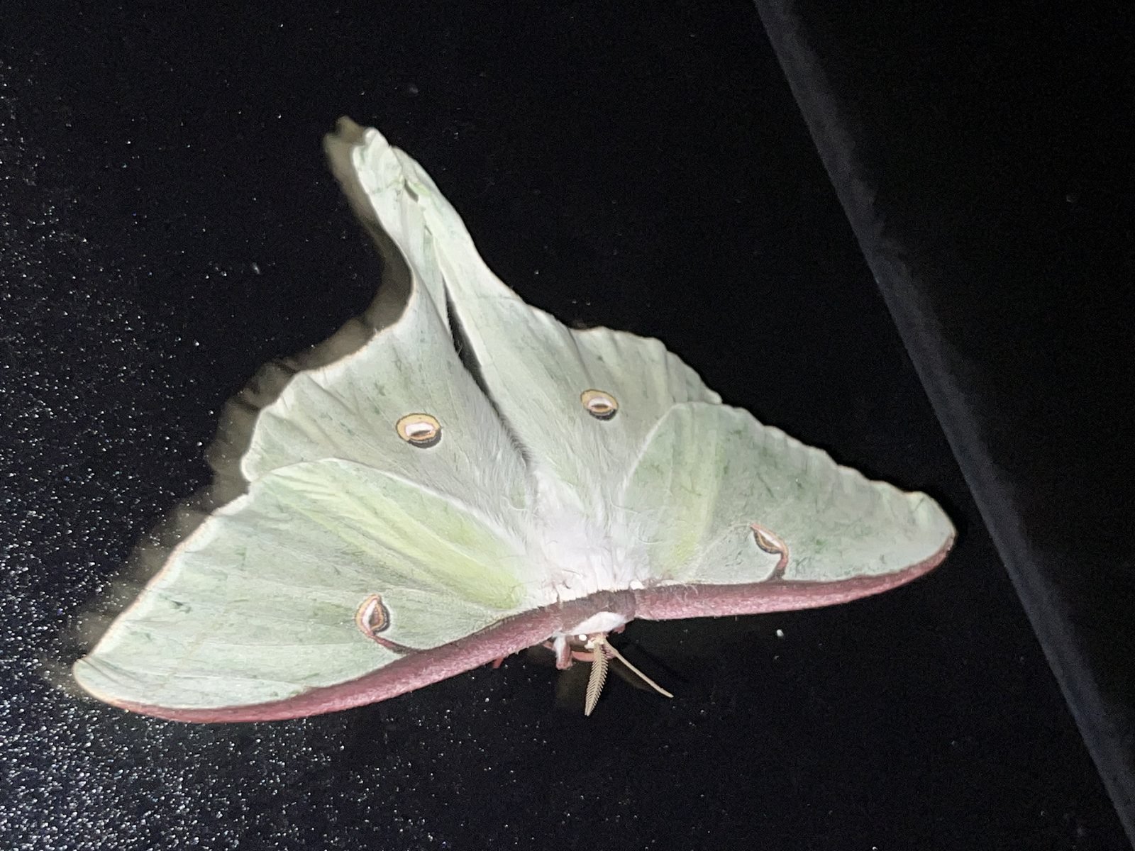 Luna moth, a large pale green moth with long tails