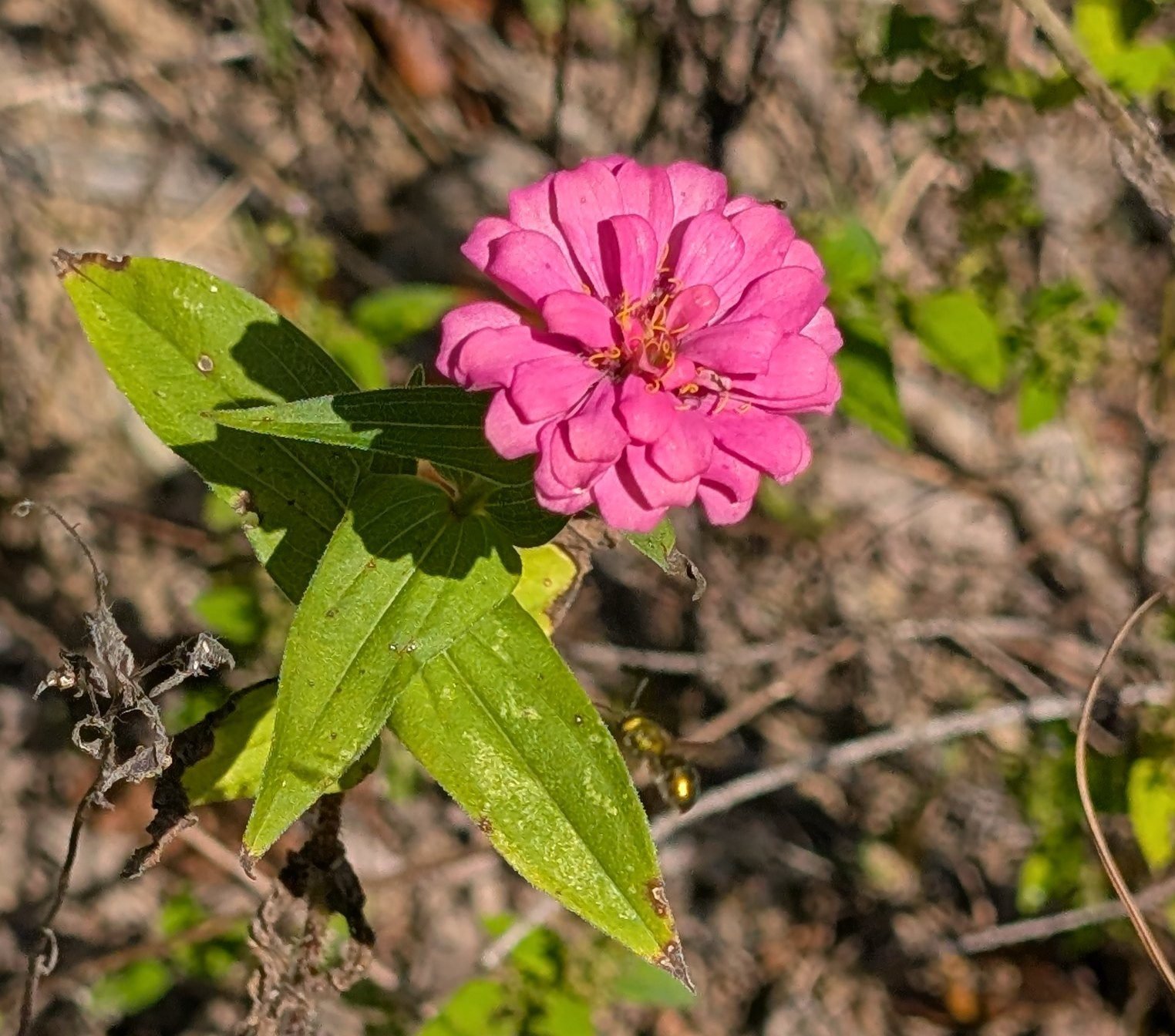 Tiny metallic green sweat bee in flight just below a pink zinnia