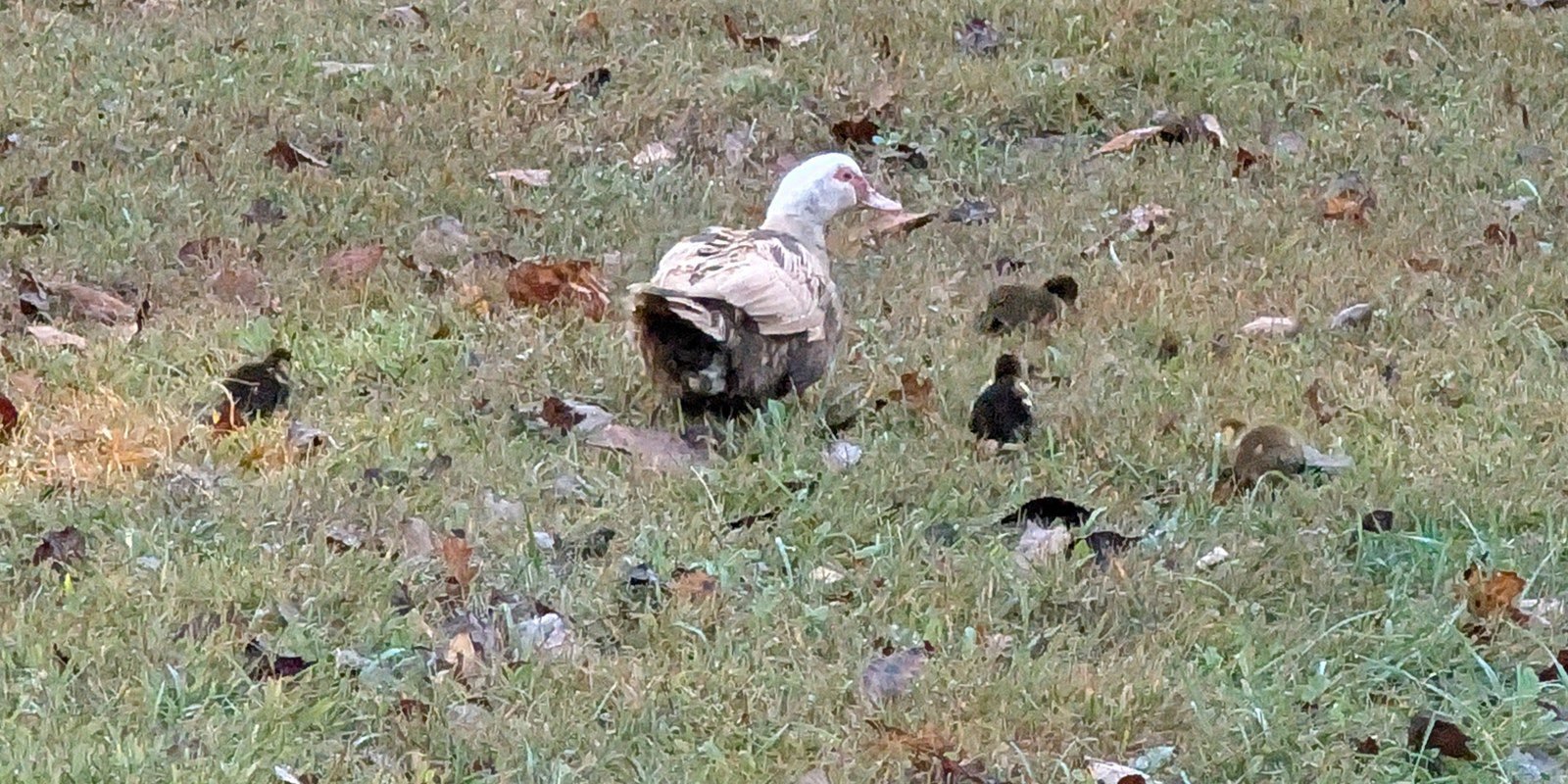 Muscovy hen in the grass with her new ducklings among the fallen leaves
