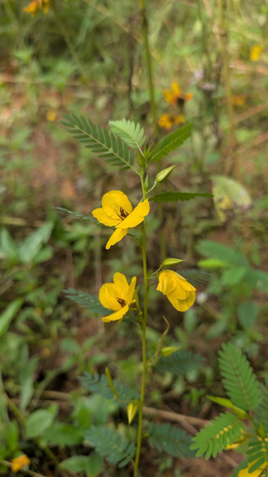 Partridge pea, a yellow native wildflower in Tennessee