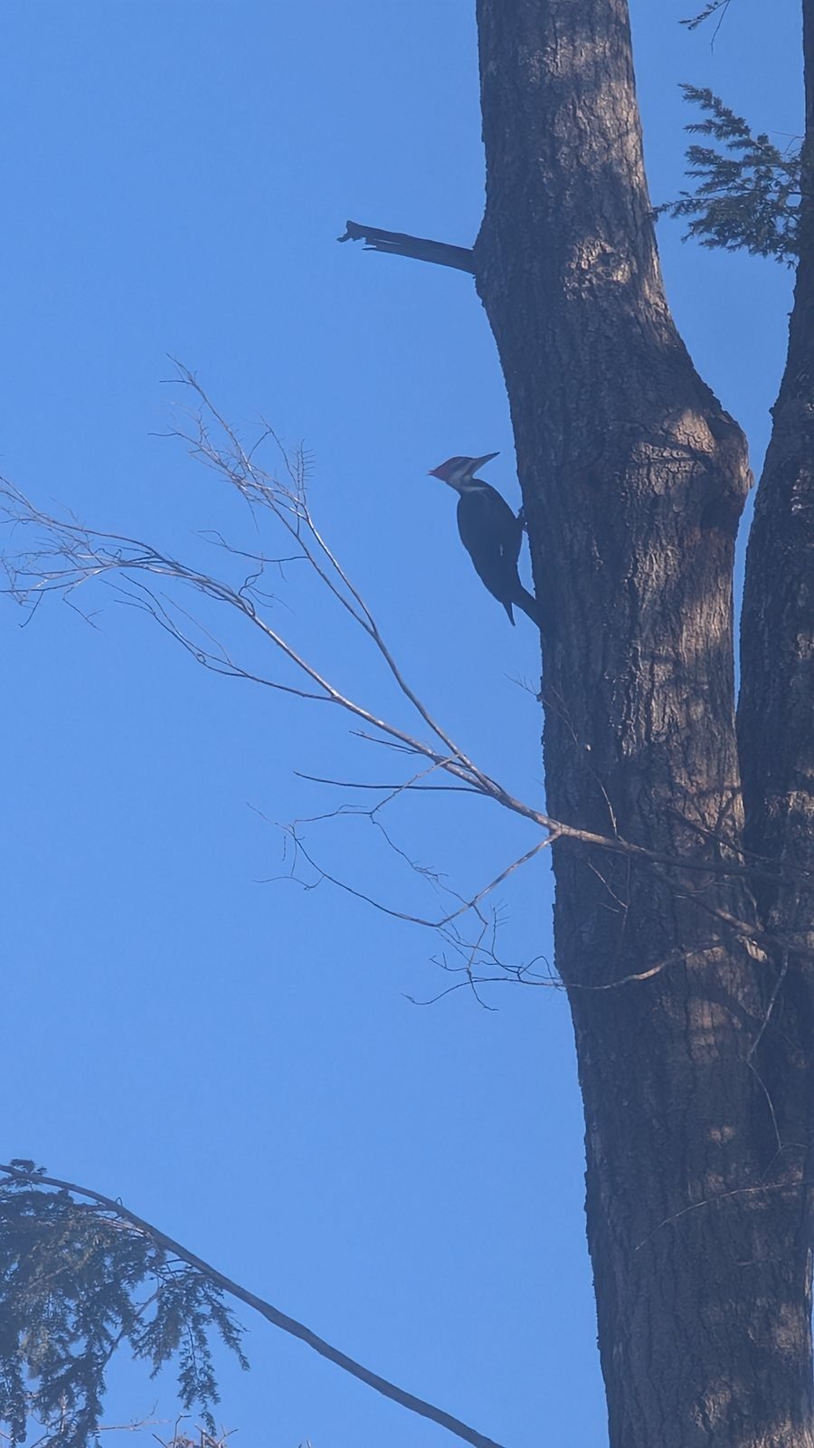 Pileated woodpecker with a red crest on a tall tree trunk against a blue winter sky