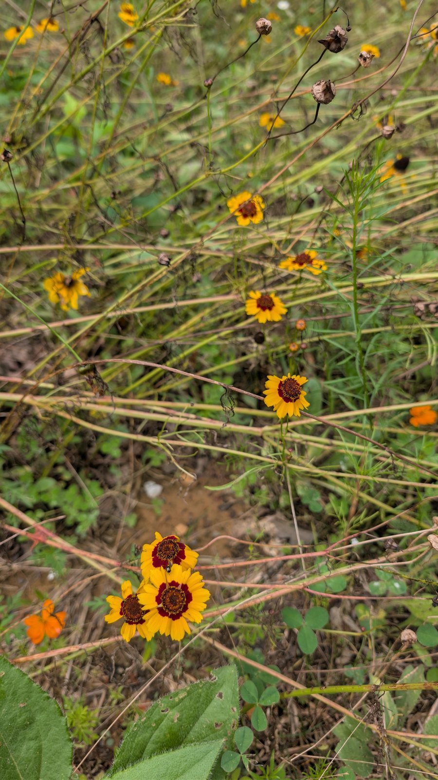 Plains coreopsis, yellow flowers with a maroon center ring