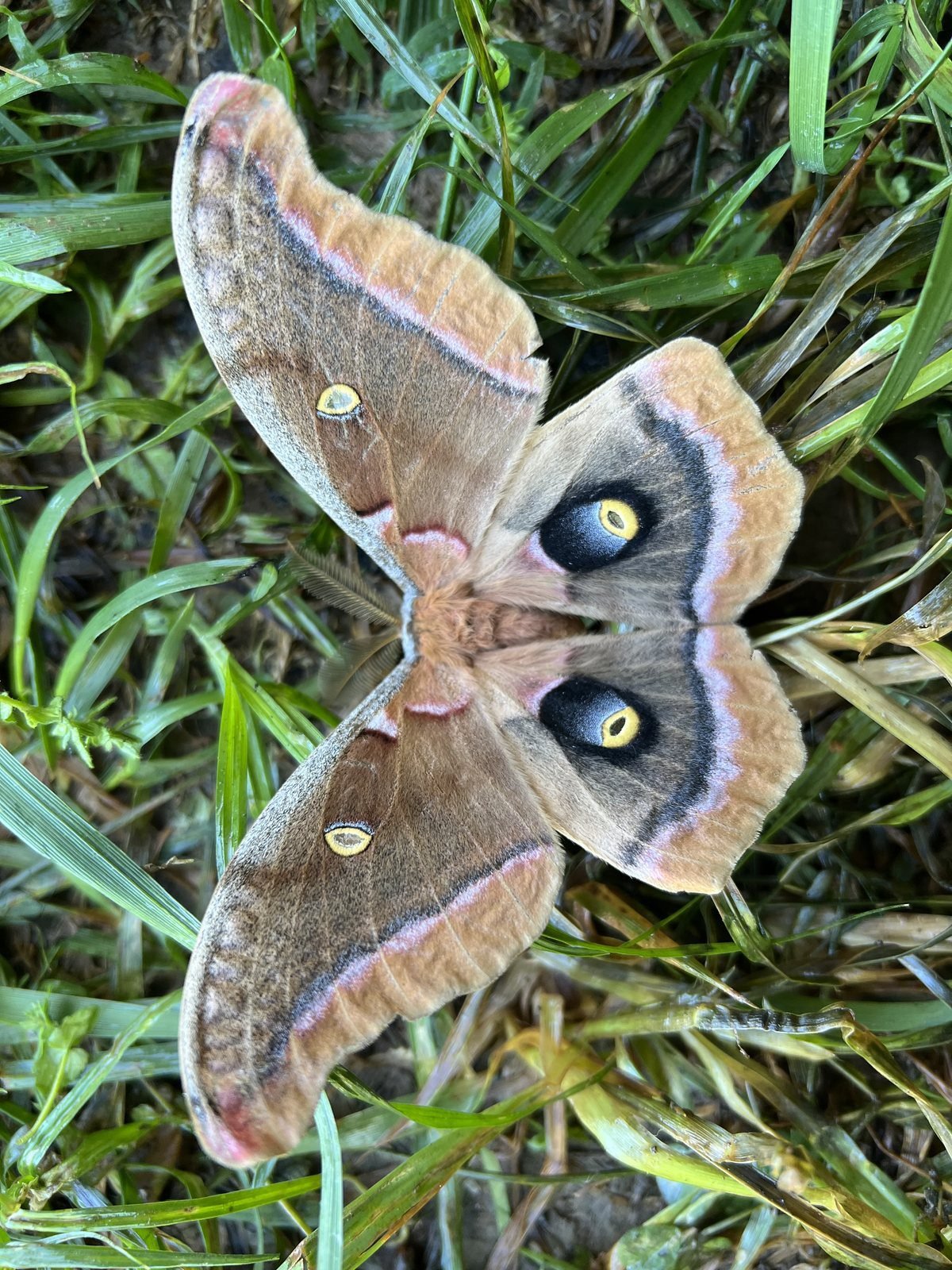 Polyphemus moth with large eyespots on its wings