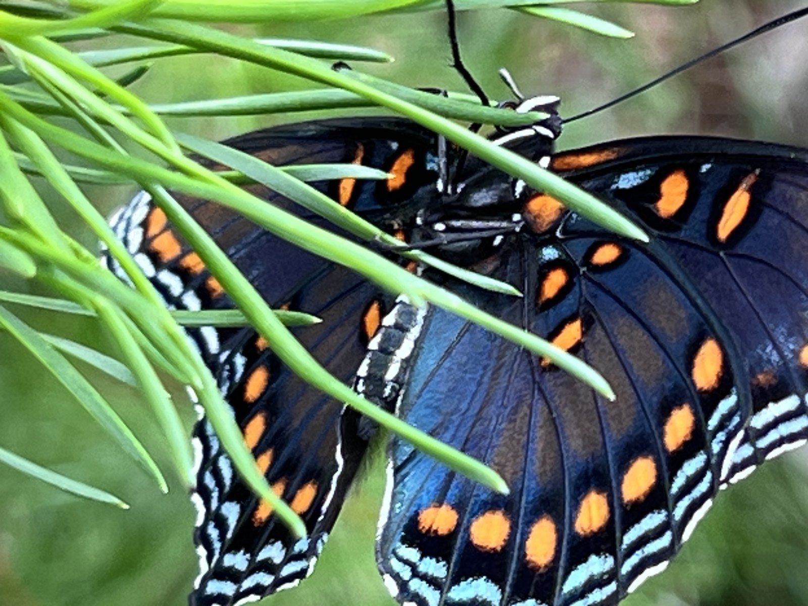 Close-up of a red-spotted purple butterfly showing iridescent blue wings with orange spots