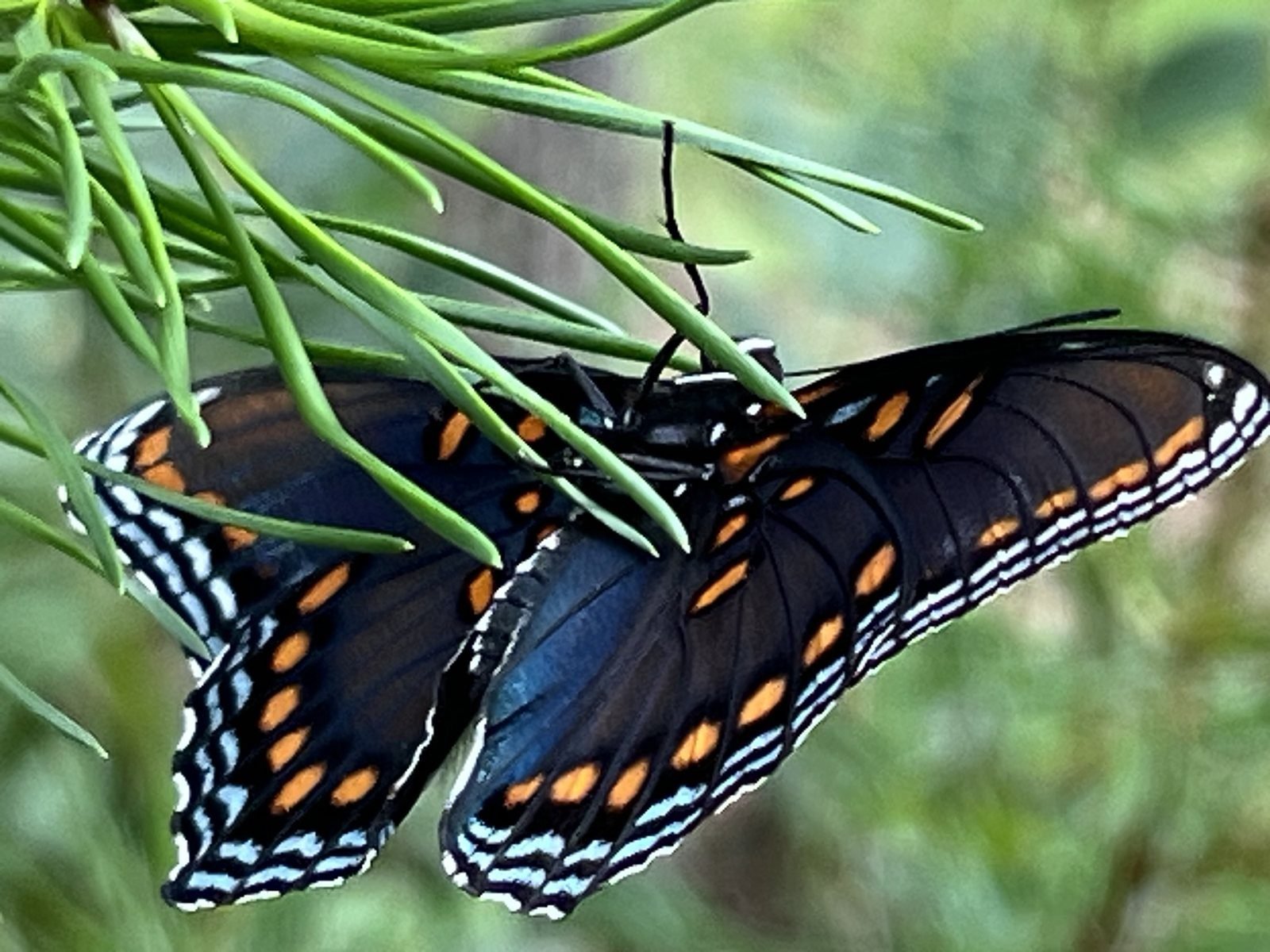 Red-spotted purple butterfly with blue iridescent wings