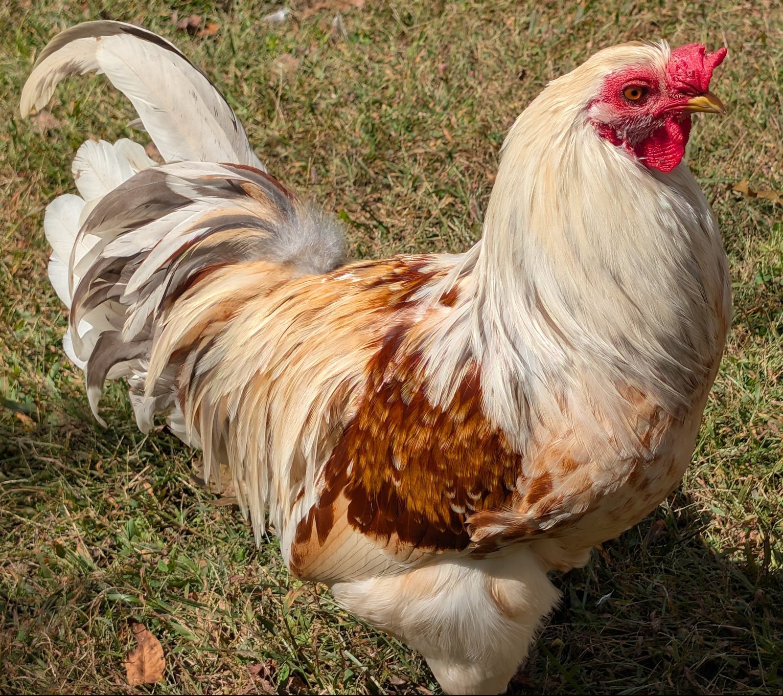 Righty, a barnyard mix rooster whose comb flops over his left eye