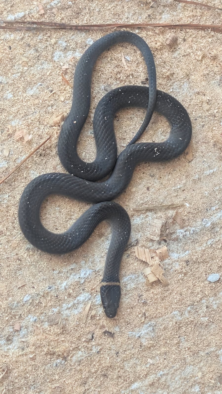 Small ring-necked snake coiled up, with a yellow ring behind its head