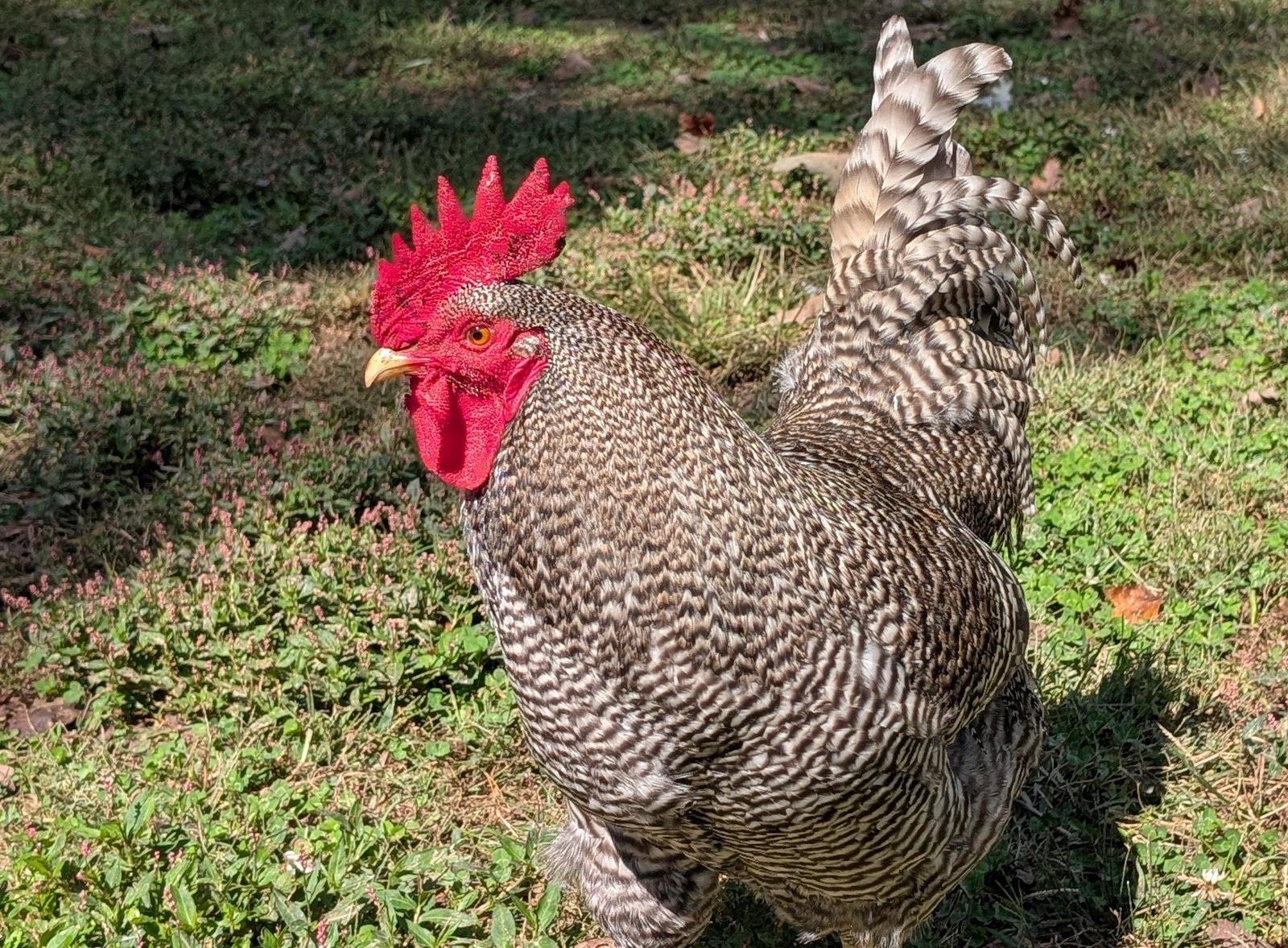 Close view of Rocky, a Barred Rock rooster with a bright red comb