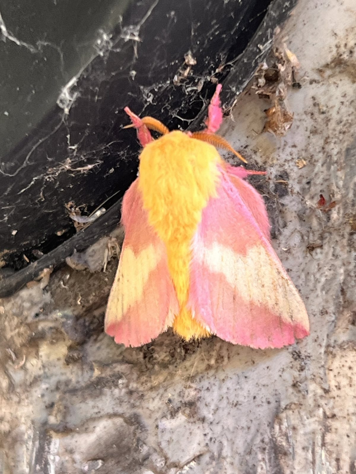 Rosy maple moth, a fuzzy pink and yellow moth