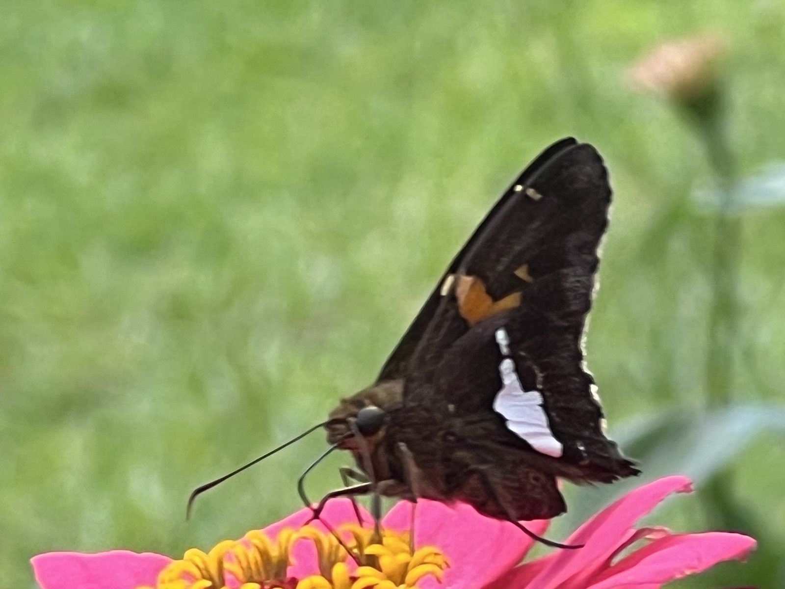 Silver-spotted skipper butterfly on a pink zinnia