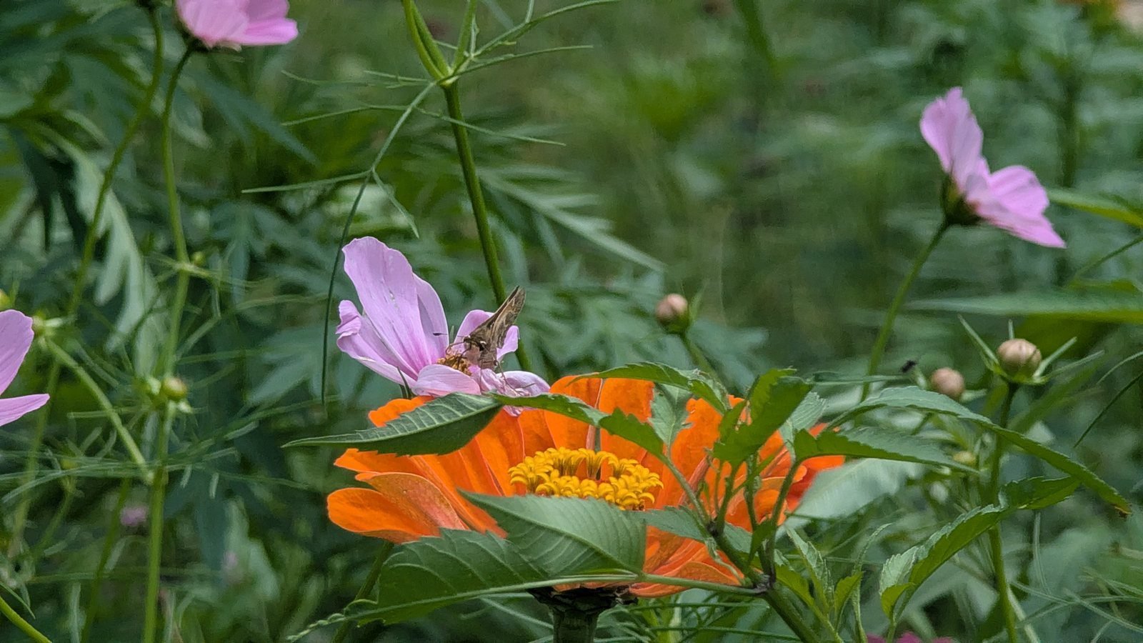 Brown skipper butterfly on pink cosmos