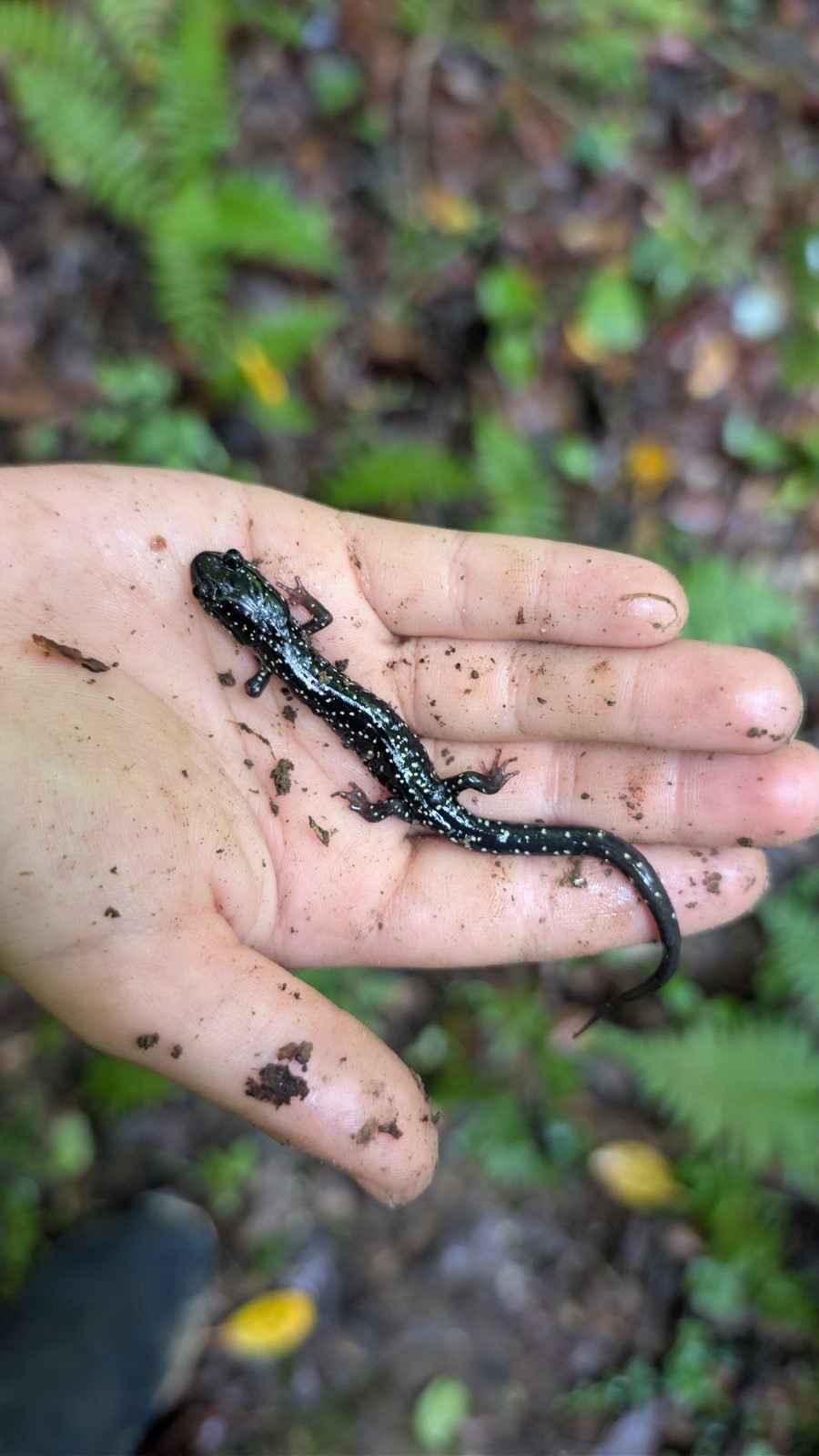 Slimy salamander, black with white flecks, resting on an open hand