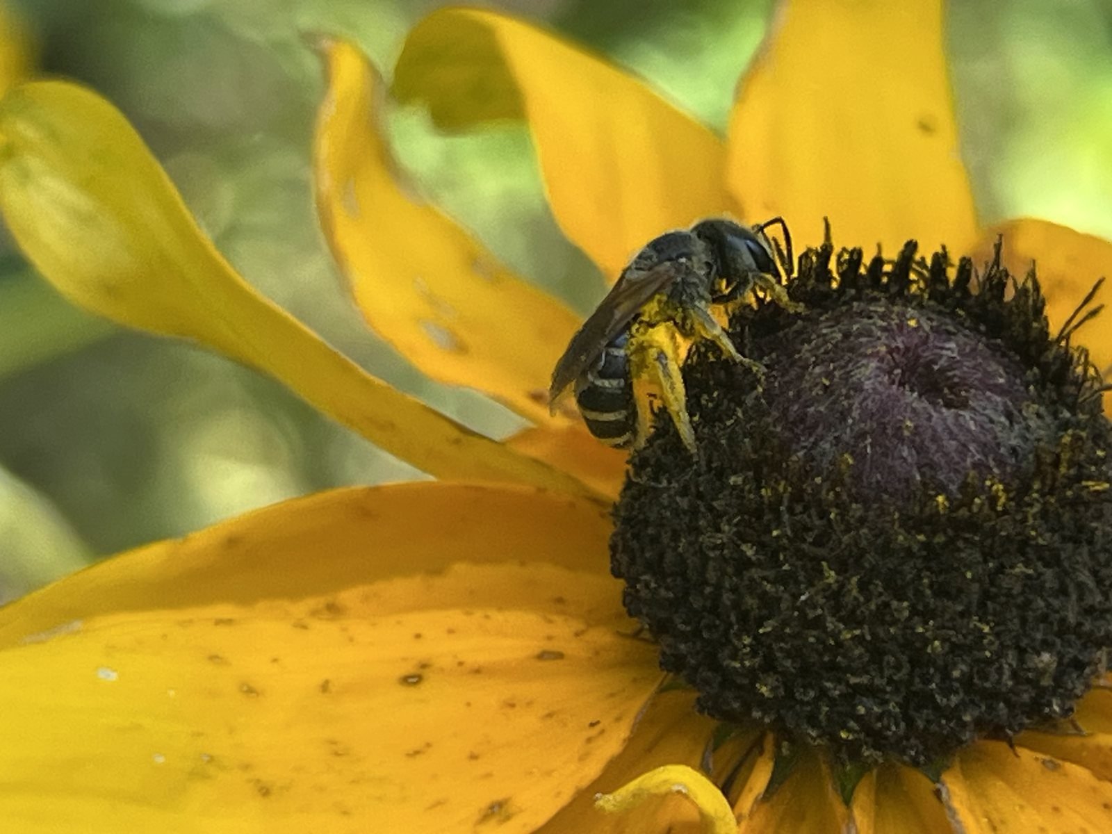 Small native bee on a black-eyed Susan