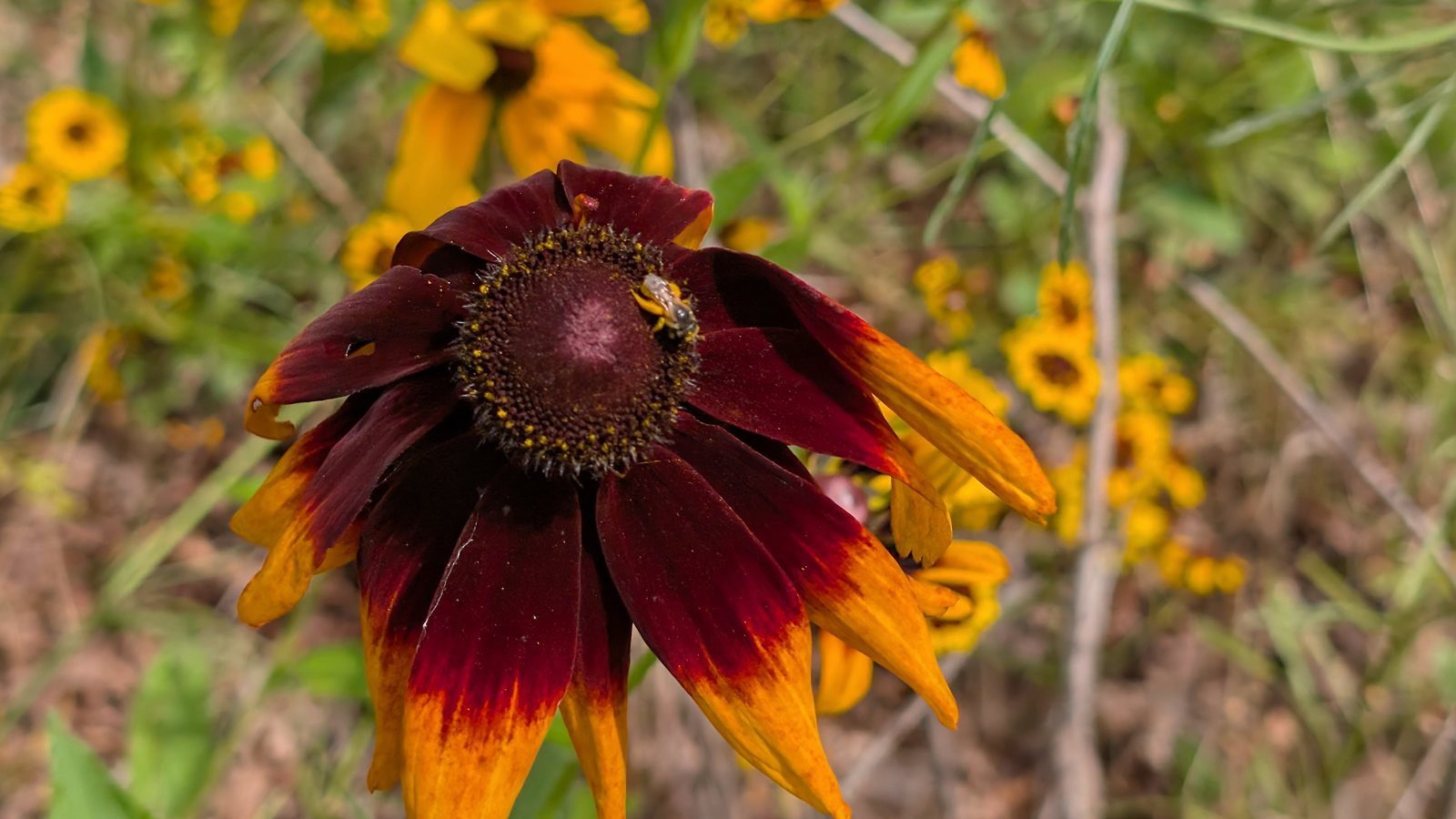 Small native bee on a mahogany and orange gloriosa daisy