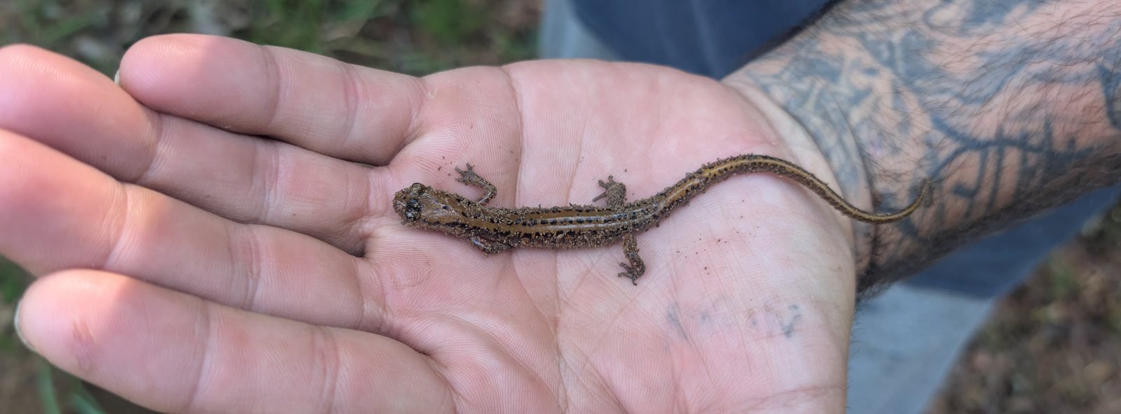 Southern two-lined salamander resting on an open hand